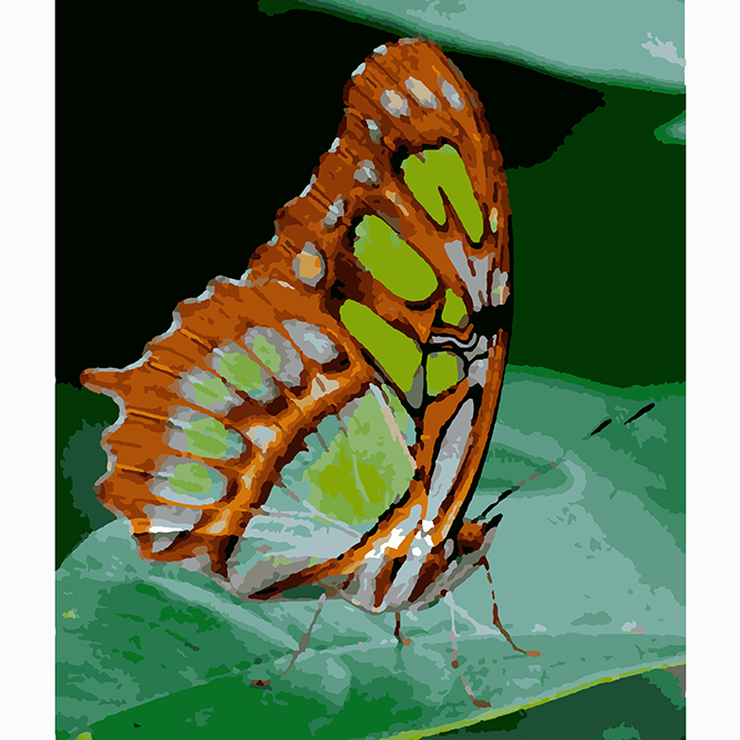 Butterfly - Paint By Numbers Kit